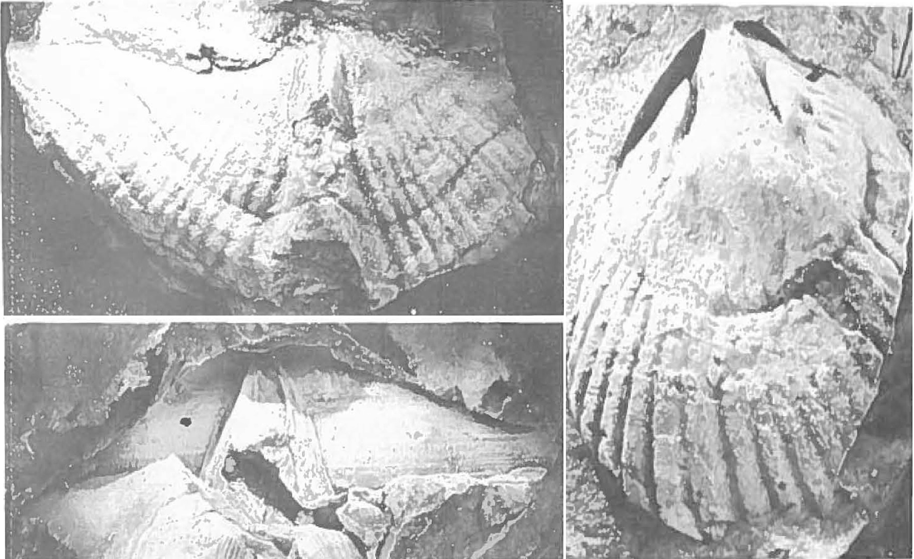 Braquiópodos carboníferos de Fm. Zorritas (Región de Antofagasta)