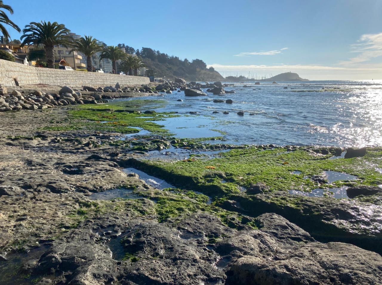 Afloramiento de Estratos de Quebrada Municipalidad en Algarrobo, unidad portadora de dinosaurios y otros vertebrados fósiles del Cretácico.